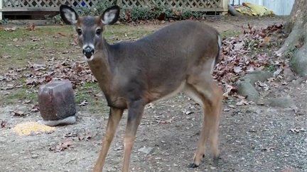 Hungary young buck